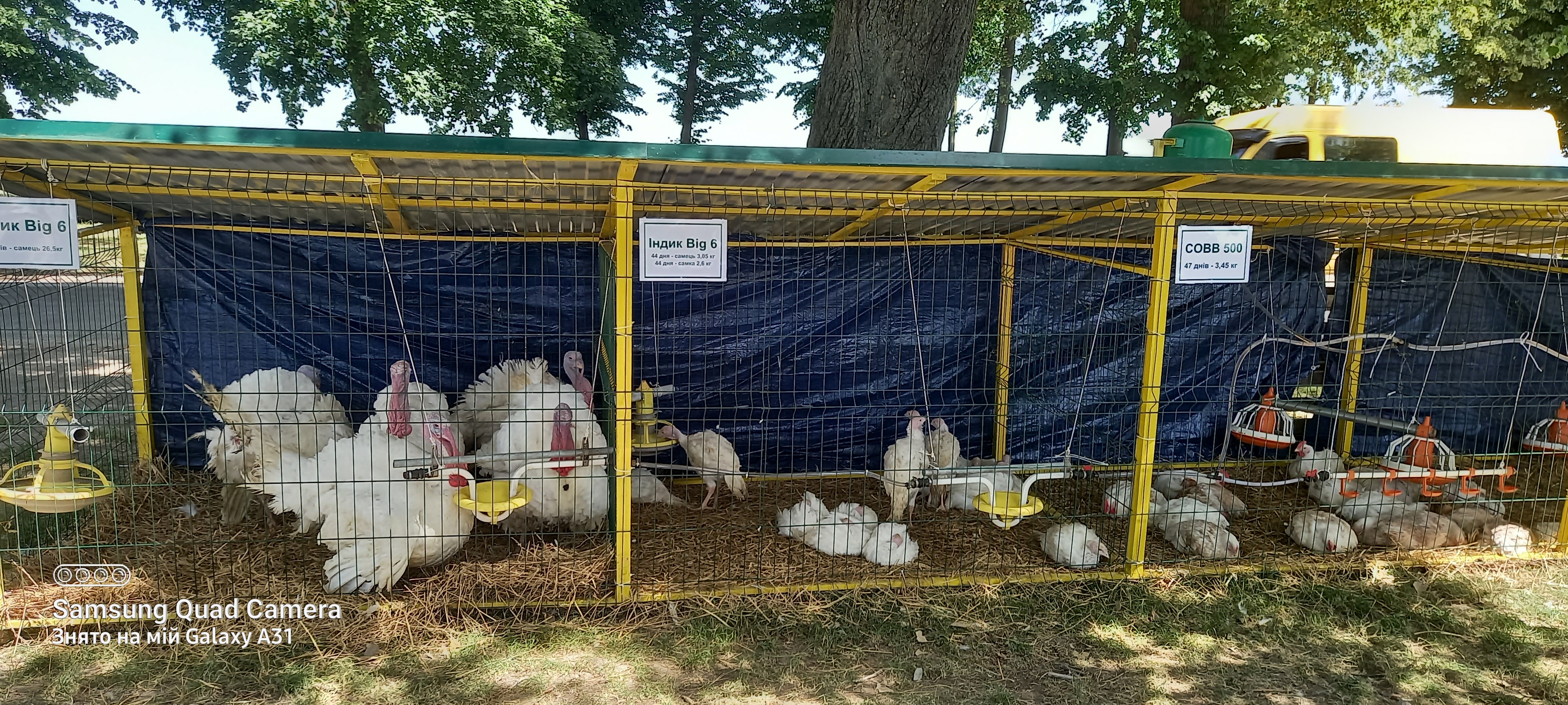 Виставка бройлерних індиків